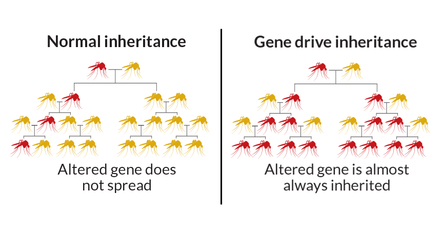 gene drive